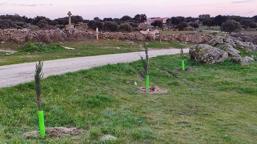 plantacion arboles peque